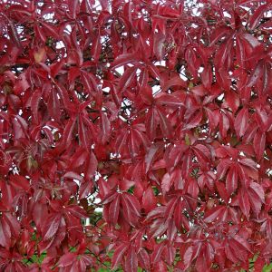 Virginia Creeper Plant