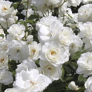 White Rose Plant