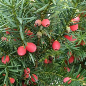 Yew Plants