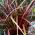Uncinia Rubra Grass Plant