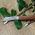 Budding & Grafting Knife