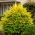 Golden Privet Plant