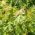 Maple Tree