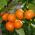 Orange Tree