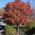 Paperbark Maple Tree
