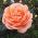 Peach Rose Plant