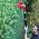 Cordless Electric Pole Hedge Trimmer