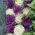 Ornamental Cabbage Plant