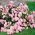 Pink Rose Plant