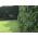 Artificial Green Wall Hedge Panel (100 x 100cm)