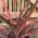 Phormium Plant