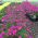 Potted Dianthus Plant