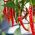 Chili Pepper Plant