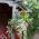 14 Inch Hanging Basket