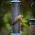 Nyjer Seed Feeder