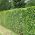 Green Beech Hedging Plants