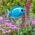 Garden Decoration