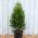 Thuja Plant