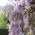 Wisteria Climbing Plant