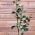 Artificial Christmas Foliage