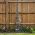 Garden Obelisk