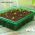 Seedling Tray