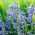 Bluebell Seeds