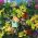 Living Wall Planter Kit