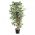 Artificial Ficus Tree