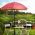 Garden Parasol