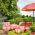 Garden Parasol