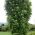 Rowan Tree