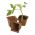 Square Fibre Plant Pots