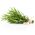 Rosemary