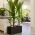 Black Planter