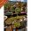 Ilex crenata Dark Green S-Shape