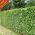 Green Beech Hedging Plants