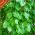 Green Beech Hedging Plants