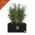 Black Planter