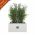 Long Garden Planter