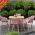 Outdoor Dining Set