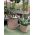 Round Rattan Plant Pots