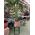 Round Rattan Plant Pots
