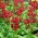 Primula Japonica