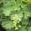 Alchemilla Plants