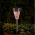 Solar Light