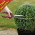 Hand Shears