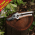 Pruning Secateurs (Kent & Stowe®)