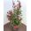Photinia plant