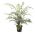 Tree Fern